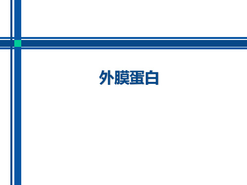 外膜蛋白结构及分类