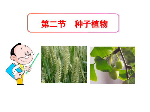 (名师整理)生物七年级上册第3单元第1章第2节《种子植物》省优质课获奖课件 