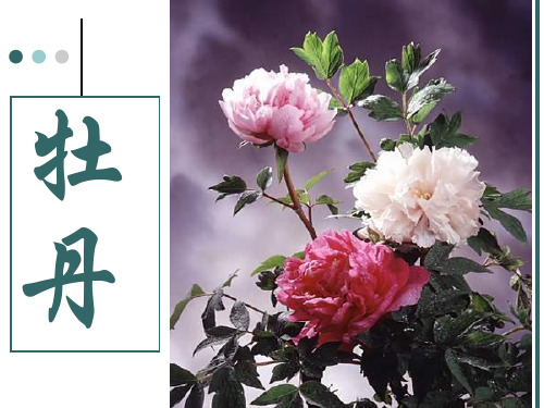 花卉学-牡丹