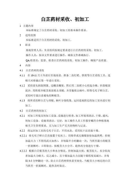 白芷采收