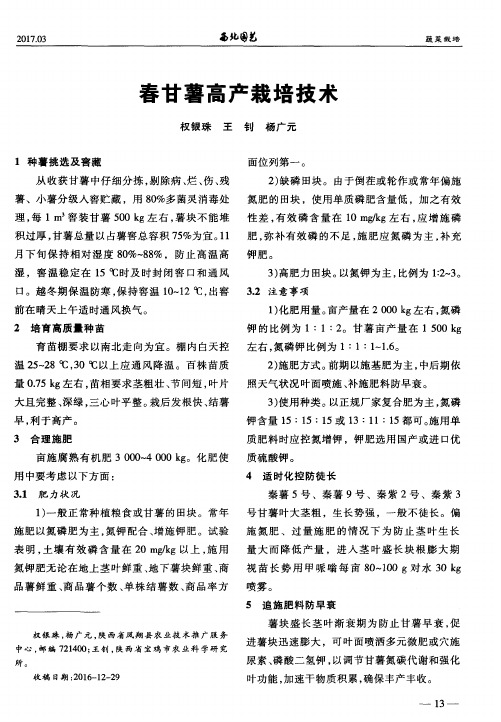 春甘薯高产栽培技术