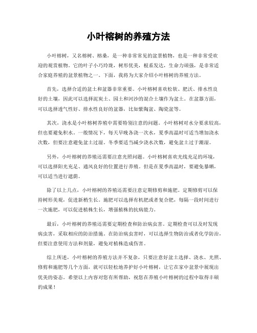 小叶榕树的养殖方法