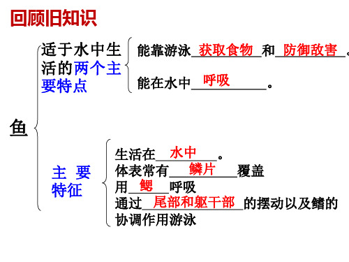 两栖动物