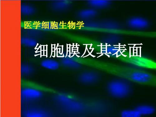 医学细胞生物学 第04章 细胞膜