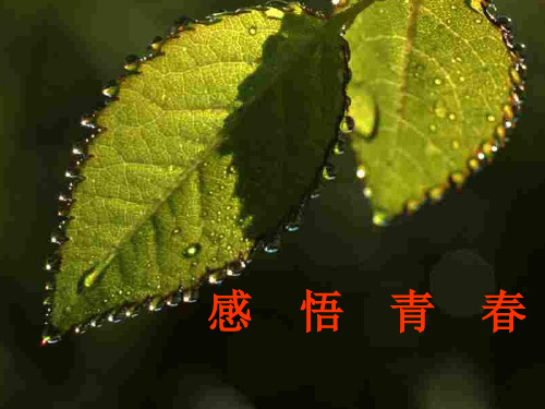 初一政治上学期感悟青春2(201912)
