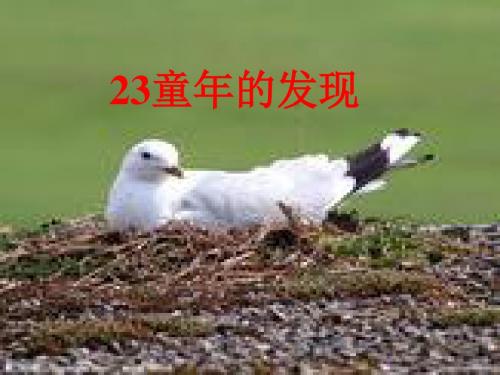 8童年的发现PPT课件