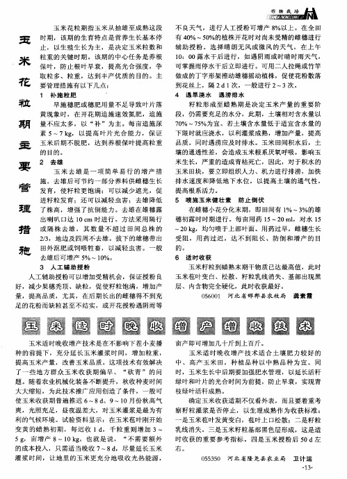玉米适时晚收增产增收技术