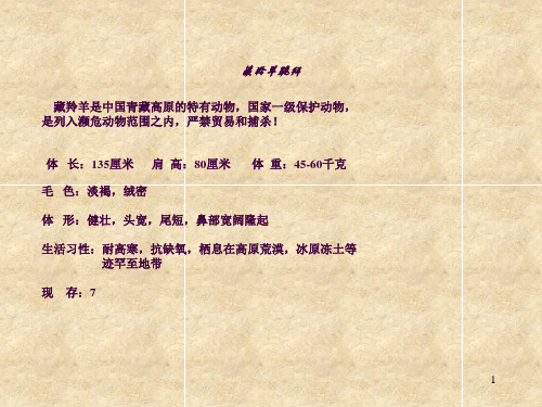 藏羚羊跪拜ppt课件