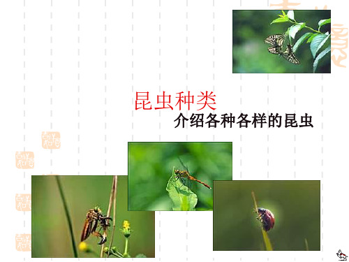 昆虫种类