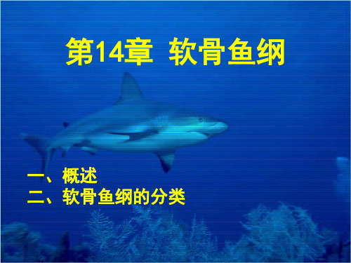 第十四章 软骨鱼纲