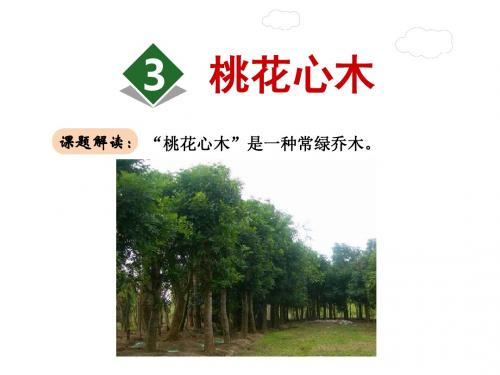 桃花心木PPT课件最新6下人教版
