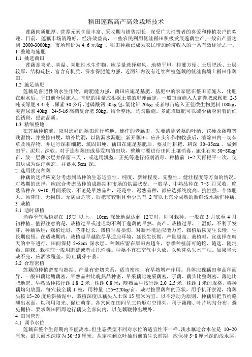 稻田莲藕高产高效栽培技术