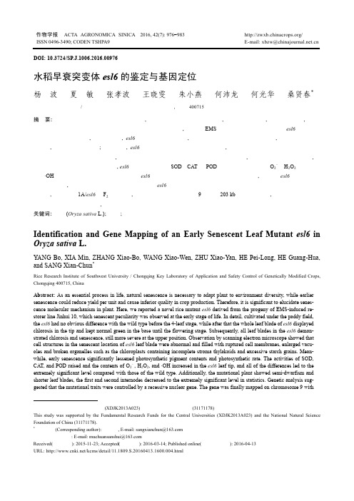 水稻早衰突变体esl6的鉴定与基因定位