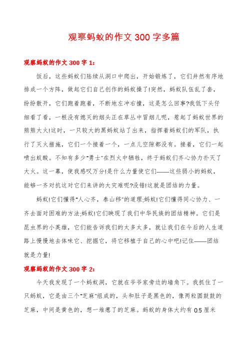 观察蚂蚁的作文300字多篇