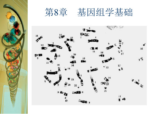 形态学标记