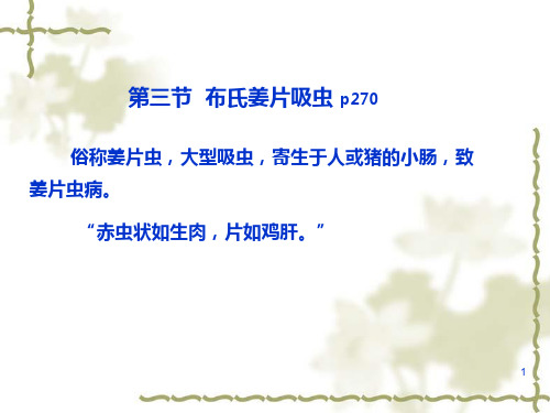 姜片虫ppt课件