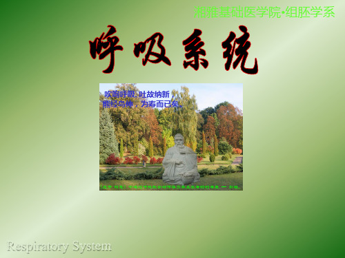 组织与胚胎学课件：呼吸系统组织学