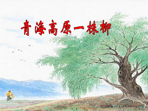 苏教版小学语文六年级上册青海高原一株柳
