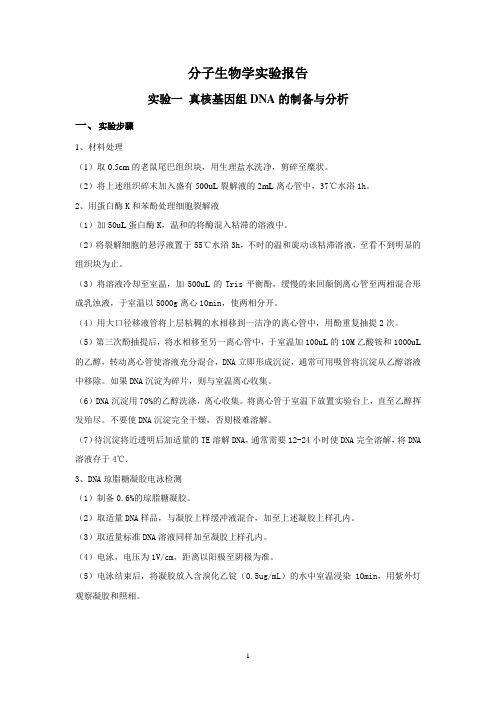 分子生物学试验报告