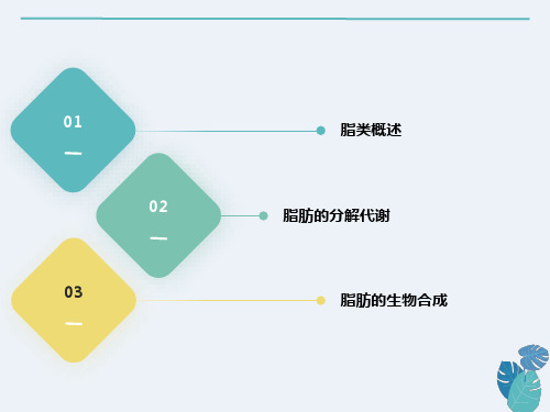 脂类代谢-生物化学