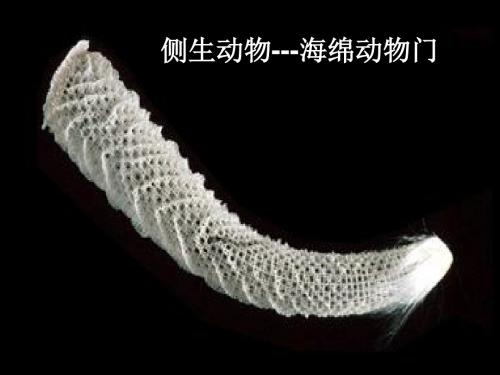 005海绵动物门