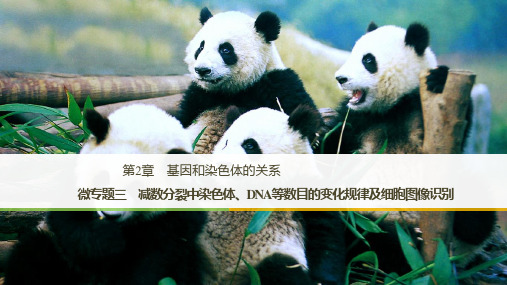 高中生物第2章基因和染色体的关系微专题三减数分裂中染色体、DNA等数目的变化规律及细胞图像识别