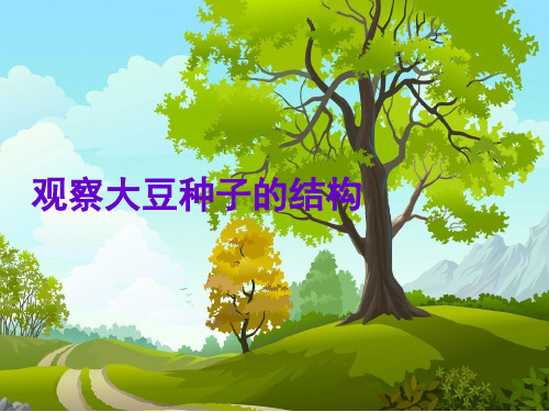 观察大豆种子的结构教学课件26