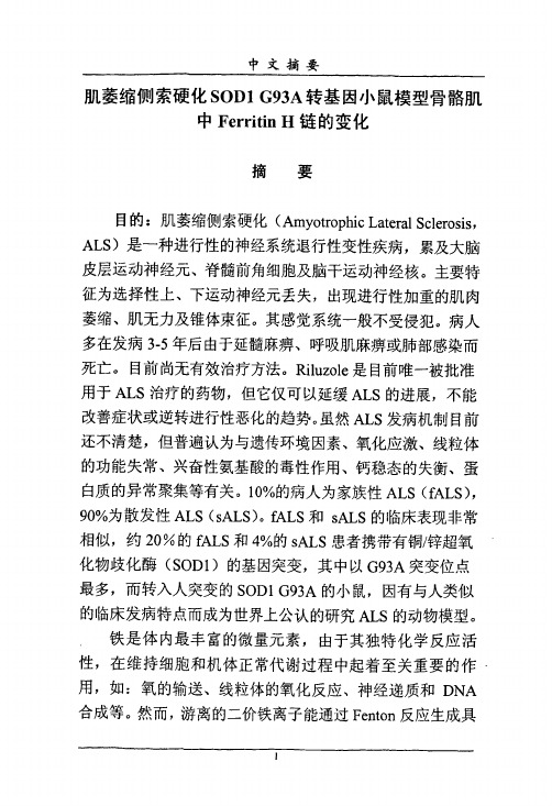 肌萎缩侧索硬SOD1 G93A转基因小鼠模型骨骼肌中Ferritin H链的变化