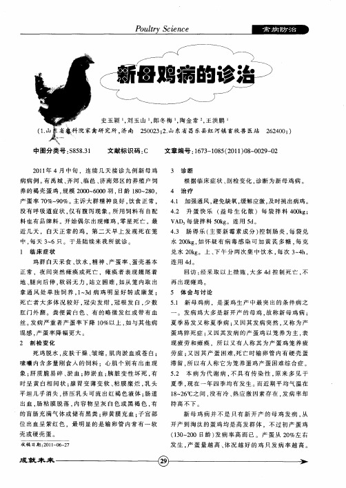 新母鸡病的诊治