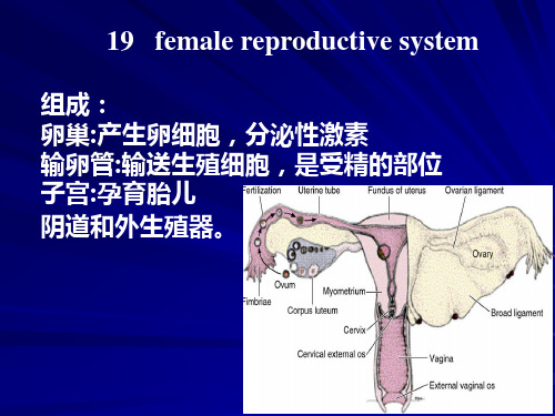 生物学女性生殖系统研究