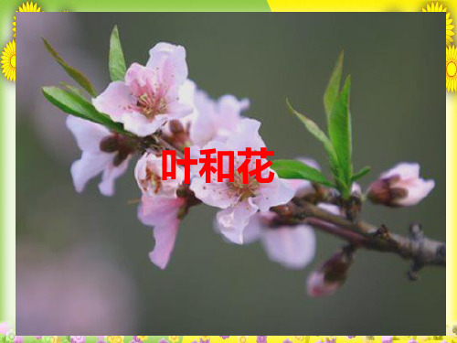 (苏教版)小学科学三下《叶和花》PPT课件(同课异构)(4)
