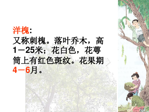 冀教版五年级语文下册《一单元  1 槐乡的孩子》教学设计_11