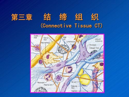第3章 结缔组织