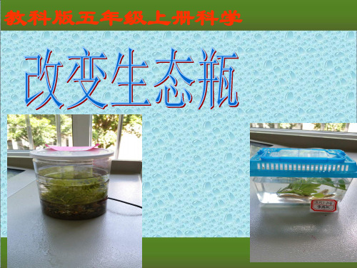 生态瓶 .PPT课件