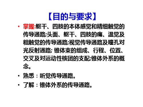 人体解剖学_临床传导路