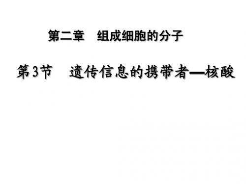 人教版教学课件生物：23《遗传信息的携带者--核酸》课件(新人教必修1)ppt