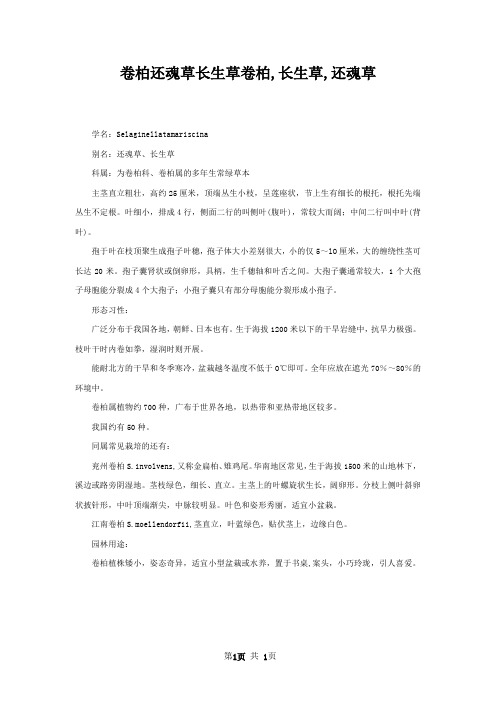 卷柏还魂草长生草卷柏,长生草,还魂草