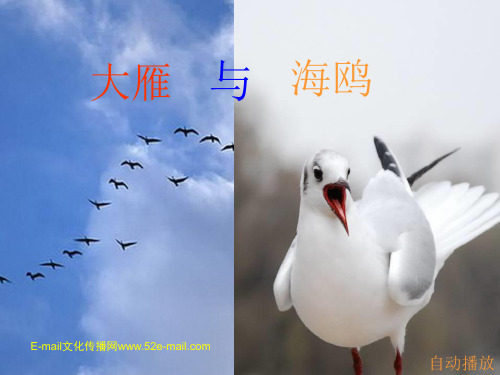 【大雁】大雁与海鸥(团队精神)