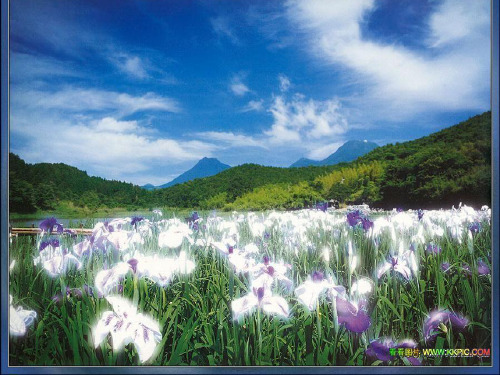 小学美术茂密的花PPT课件