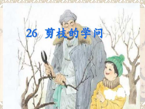 剪枝的学问学习教材PPT课件