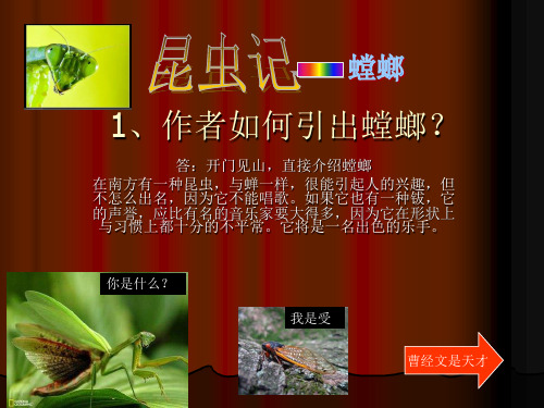 螳螂
