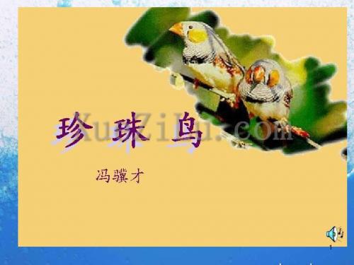 语文S版五年级下册珍珠鸟ppt课件