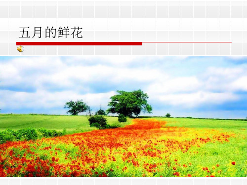 五月的鲜花 (2)
