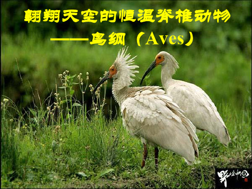 动物生物学19 鸟类[精]