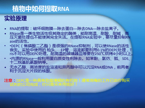植物中如何提取RNA