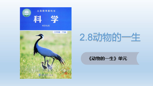 教科版小学科学新版本三年级下册科学2.8动物的一生(课件)