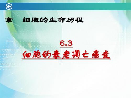 《细胞的衰老、凋亡和癌变》PPT课件1 通用