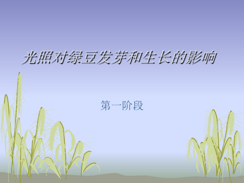 光照对绿豆发芽和生长的影响(第一阶段)