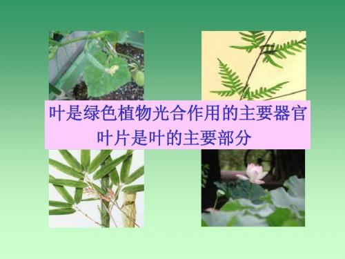 6.2植物光合作用的场所精品课件