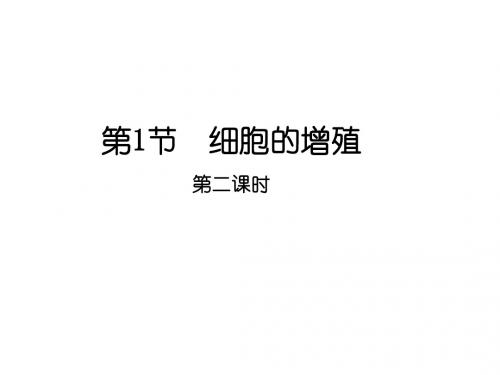 人教版高中生物必修一 第六章细胞的生命历程 细胞的增殖 第二课时 课件 (共24张PPT)